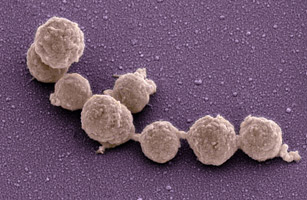 Синтетическая клетка, геном